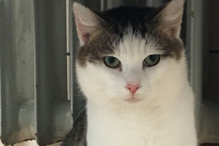 Siggi ist verschmust, eher aber als Freigängerkatze geeignet.