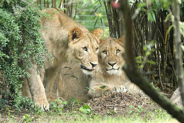 Majo und Motshegetsi sind erst seit Mitte August 2016 im Leipziger Zoo.
