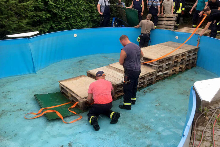 Die Kameraden der Rosenbacher Ortsfeuerwehren aus Leubnitz, Demeusel, Oberpirk, Mehltheuer und Syrau retteten gemeinsam das Pferd aus einem Pool.