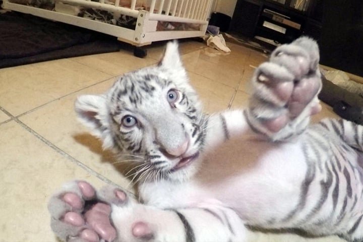 Aus den süßen Tigerbabys sind mittlerweile nicht mehr ganz so kleine Raubkatzen geworden.