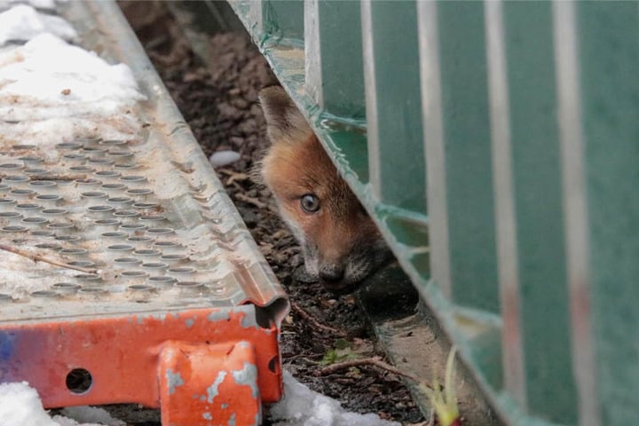 Unter einem Container war das Versteck der kleinen Füchse.