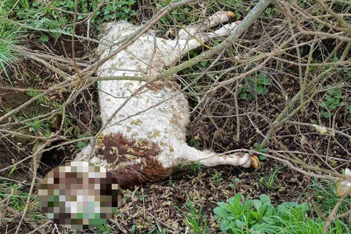 Die Tiere hatten keine äußerlichen Verletzungen.