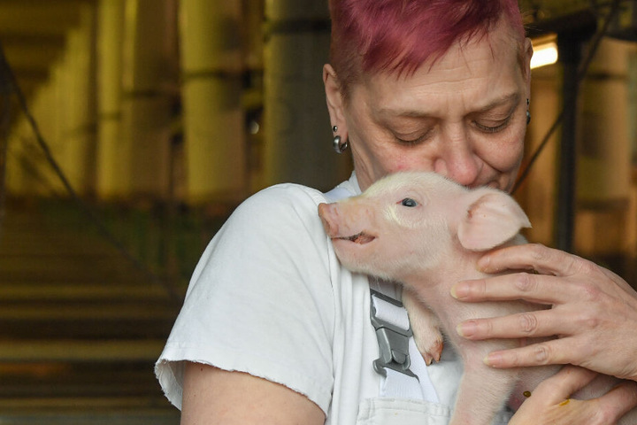 Das Risiko eines mit der Afrikanischen Schweinepest (ASP) infizierten Wildschweins in Deutschland und in Brandenburg ist hoch, sind sich die Fachleute einig.