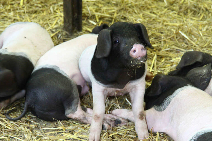 Auch die kleinen Ferkel fühlen sich auf dem Hof sauwohl.