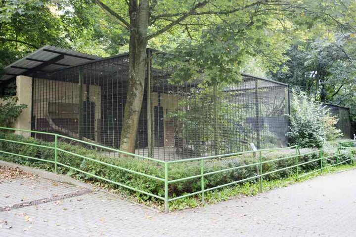In diesem Leopardengehege passierte der Unfall am Freitagmorgen. Die Wildkatze Cleopatra biss einem Tierpfleger (56) ins Gesicht.