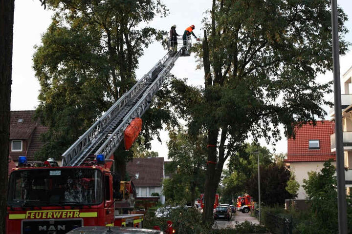 Ein 15 Meter hoher Baum in der Wildbrandstraße in Bielefeld drohte auseinanderzubrechen. Daher musste die Feuerwehr ihn fällen.