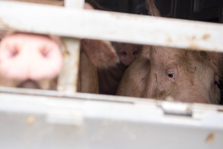Verbotsliste lässt auf sich warten: Kampf gegen Tierquälerei bei Viehtransporten stockt.