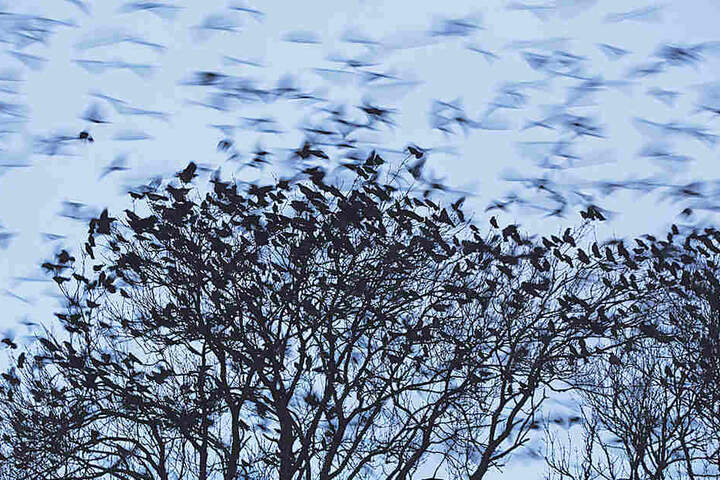 Das Naturspektakel gibt’s nur im Winter, wenn Krähen aus dem Nordosten in Dresden
überwintern.