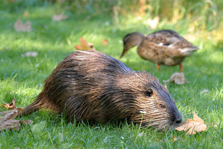 Auch Bisamratten sind keine Seltenheit mehr im Kreis Minden-Lübbecke (Symbolbild).