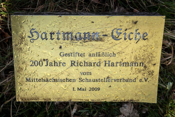 Die vom Schaustellerverband gestiftete Eiche muss für den Bau einer neuen Schule gefällt werden.