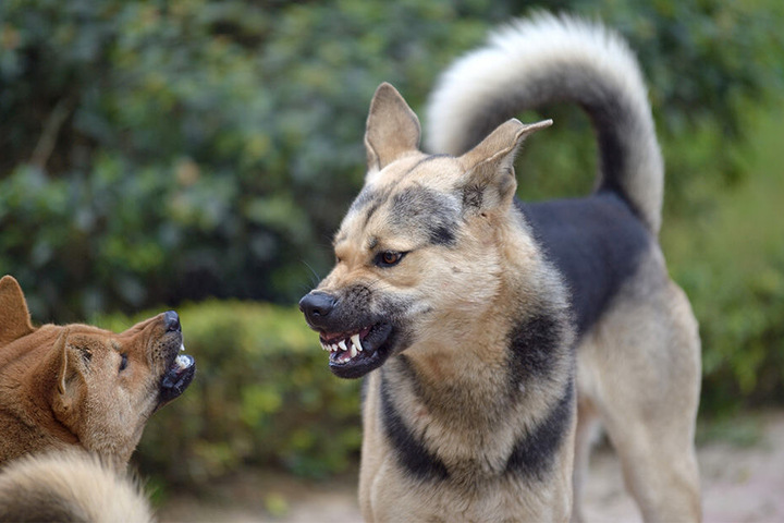 Straßenhunde sind in Indien teilweise sehr aggressiv (Symbolbild).