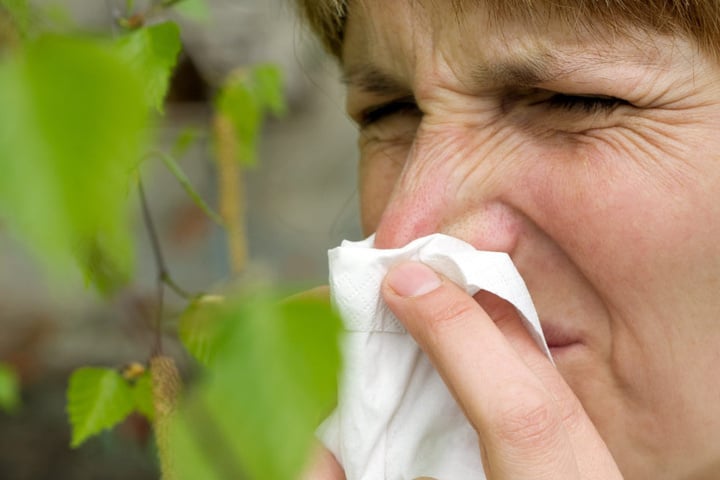Derzeit stehen die Pollen in voller Blüte, durch das Wetter ist die Belastung für Allergiker aber nicht so hoch.