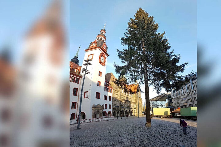 Ganz schön kahl … die Chemnitzer Weihnachtsfichte ist untenrum ganz nackig.