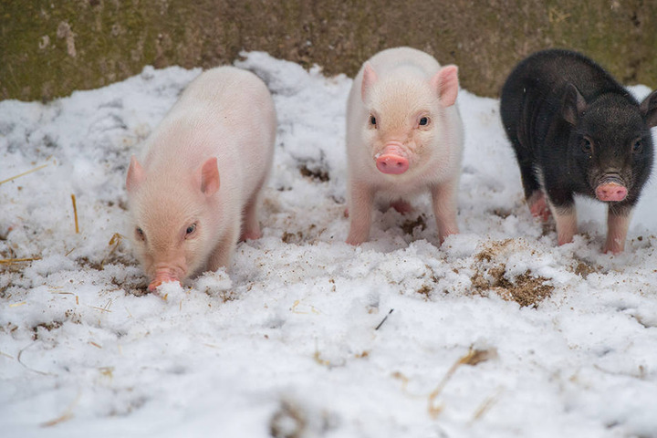 Lange können die drei Minis nicht im Schnee spielen, dann wird es zu kalt.