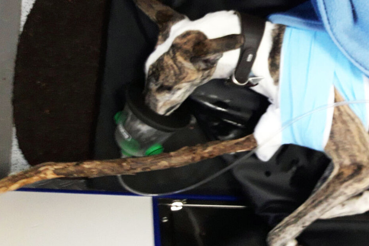 Hund Felix hatte sich beim Spielen im Pasinger Stadtpark in München äußerst schwer verletzt.