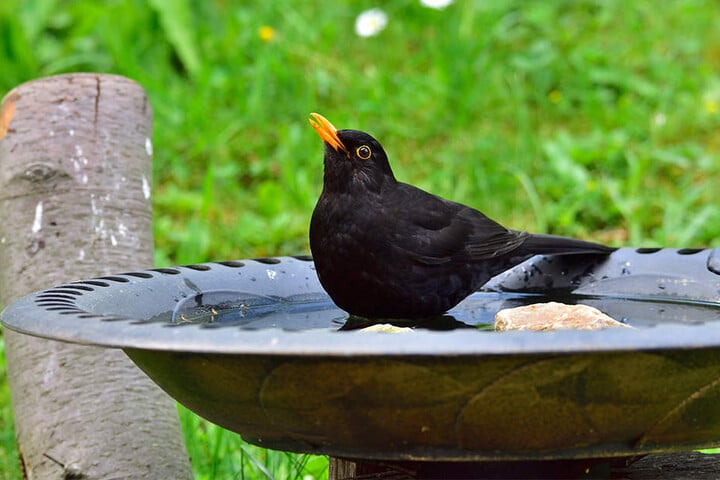 So kann man den Vögeln in der Nachbarschaft helfen: eine Tränke zum Trinken oder gar zum Baden hinstellen. Hier freut sich eine Amsel über das Wasser.
