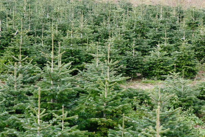 Diebe klauen 80 Weihnachtsbäume in Raststatt. (Symbolbild)