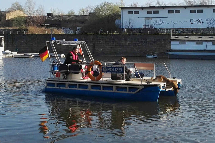 Der Spürhund schnüffelt an der Wasseroberfläche nach Hinweisen.