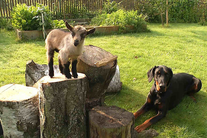 In einem Monat soll Weißchen das Ziegengehege im Tierpark Eilenburg beziehen.