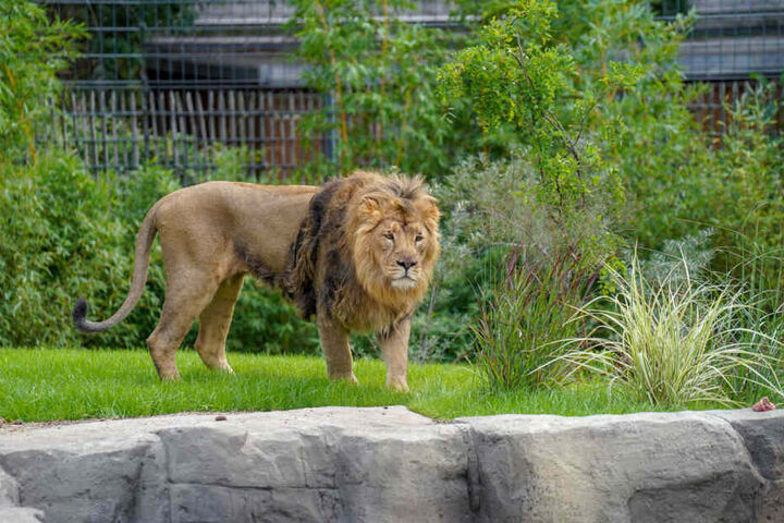 Das Männchen der Asiatischen Löwen im Kölner Zoo.