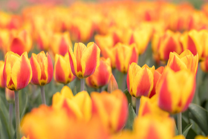 Manche Tulpen stehen jetzt schon in voller Blüte. Ist die Zeit der Frühjahrsblüher vorbei, werden 70.000 Sommerblumen geplanzt. An die Stelle der Tulpen kommen dann 1500 Dahlien