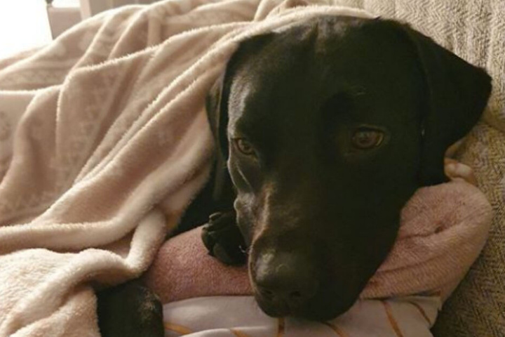 Hund Luther darf sich in Zukunft über eine der luxuriösesten Hundehütten Englands freuen.