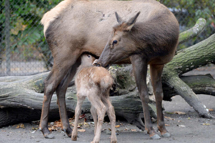 Wapiti-Hirsche gehören zu den Edelhirschen. (Symbolbild)