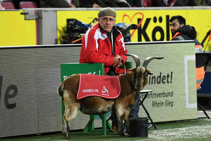 Der Kölner Geißbock "Hennes", der bei jedem Heimspiel im Stadion ist, dient den Leipzigern als Vorbild.
