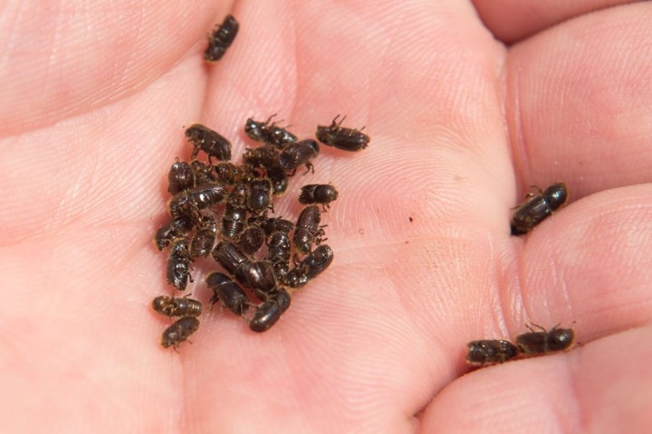 Die Käfer werden nur zwei bis fünf Millimeter groß.