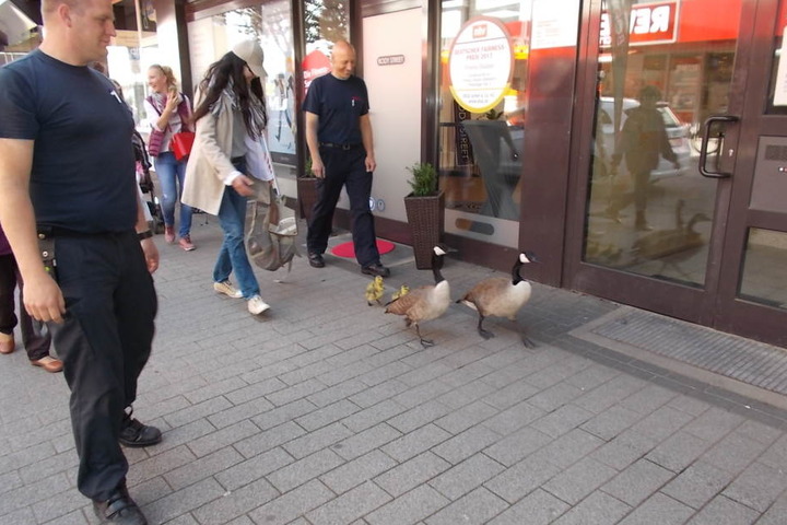 Die Gänse watschelten am Donnerstag durch Refrath.