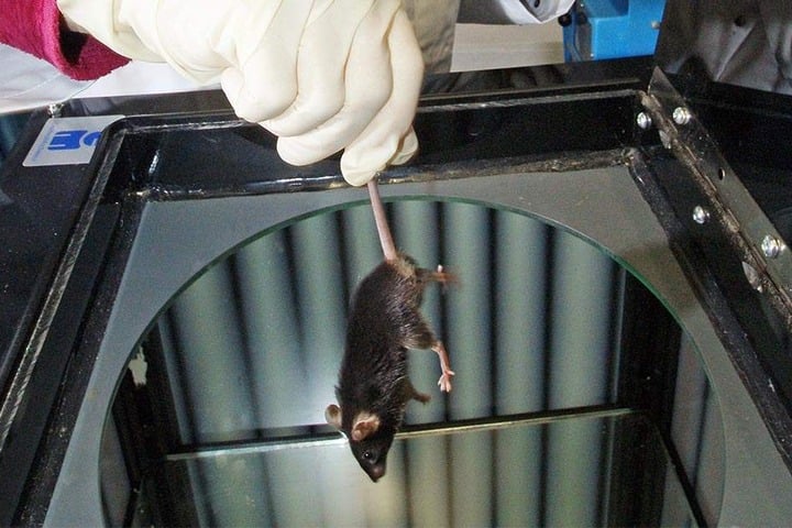 In einem Labor des Instituts für Allgemeine Zoologie und Tierphysiologie der Friedrich-Schiller-Universität Jena wird eine Labormaus für einen Versuch vorbereitet.