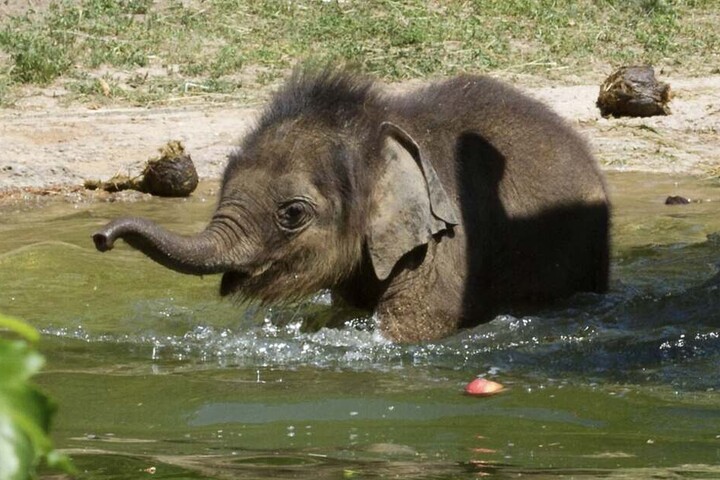 Platsch, platsch, wenn der Mini-Elefant baden geht, wird nicht nur die eigene Runzelhaut nass.
