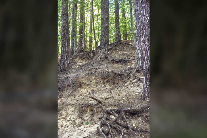 Manche Wege sind nicht mehr als solche erkennbar: Der Waldboden erodiert.