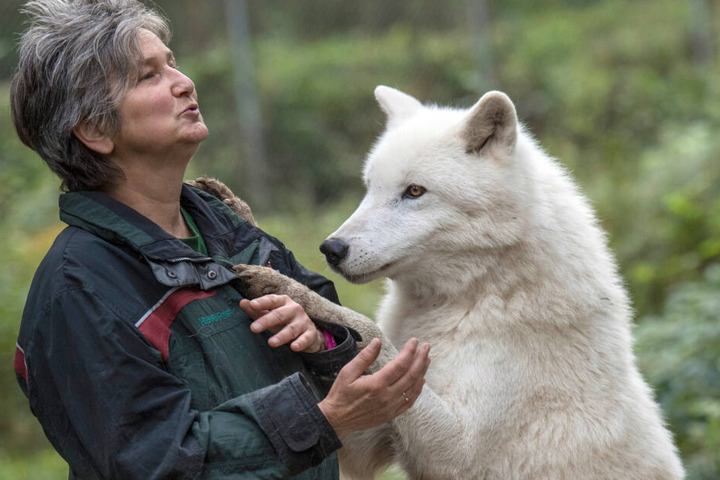 Die wildbiologische Leiterin des Parks in Hanau, Marion Ebel, pflegte eine ganz besonders enge Bindung zu den Polarwölfen.