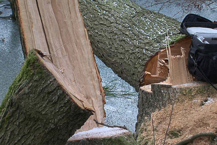 Der Baum war unkontrolliert umgekippt.