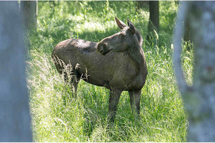Die Elchkuh war erst im Juli mit ihrem Nachwuchs aus dem Wildgehege ausgebrochen.