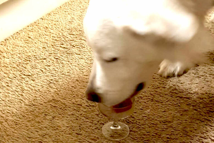 Der Hund des Autors hat am Samstagabend schon mal vorgeglüht und kann Eierlikör seinen Artgenossen empfehlen...