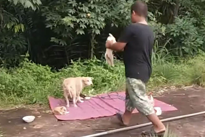Einer der Helfer brachte die Welpen zur Mama.