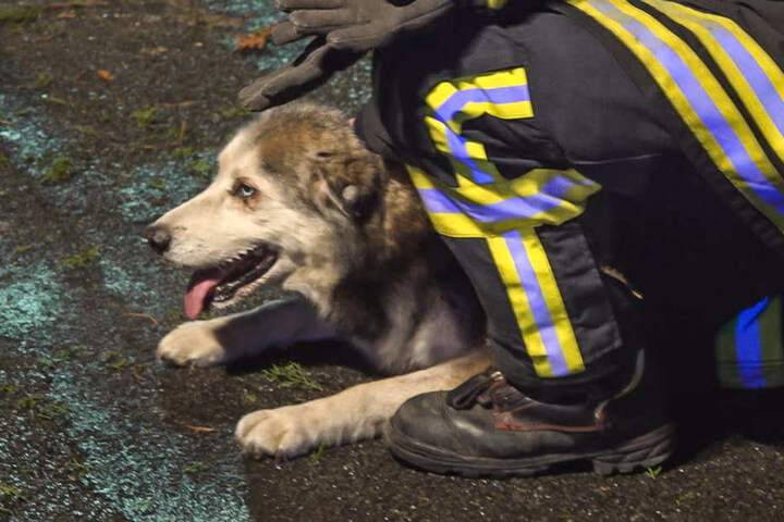 Seine fünf Huskys konnten gerettet werden.