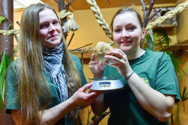 Vorsichtig wiegen die Pflegerinnen Stephanie Flade (27, l.) und Stefanie Große
(27) das Baby-Gürteltier