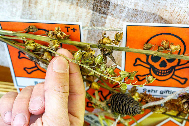 Achtung! Der Rote Fingerhut ist tödlich giftig und geschützt. Er wächst
überwiegend in der Dresdner Heide und im Tharandter Wald.