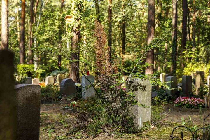 Verdorrte Pflanzen finden sich derzeit überall auf den Friedhöfen.