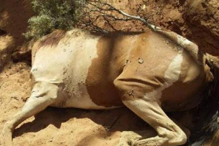 Die Tiere sind offenbar allesamt verdurstet!