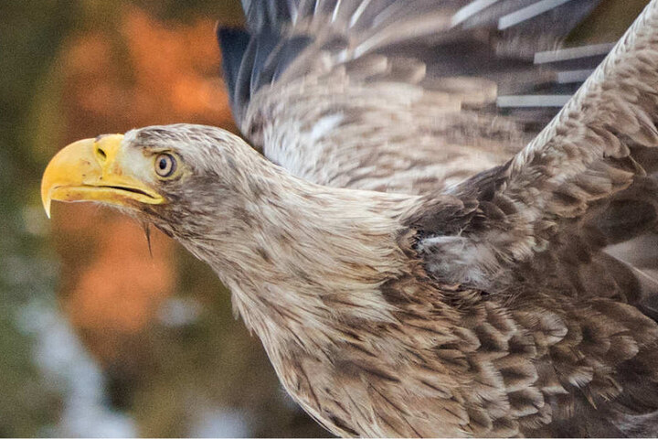 Seeadler sind monogam; gut einen Monat dauert es, bis ein Jungtier schlüpft.