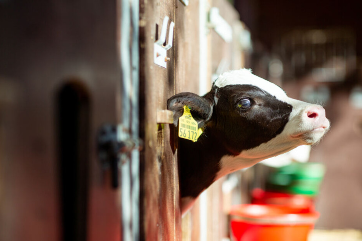 Dieses hübsche Kalb ist zum Glück noch da. Es ist das Baby der Kuh "Lady Gaga", die als Deutschlands schönste Kuh gilt.