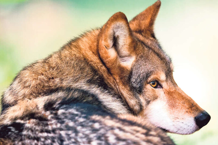 Sachsen ist das Wolfsland Nummer eins.