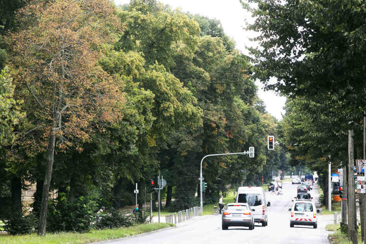 Die Karcherallee in Dresden-Strehlen.