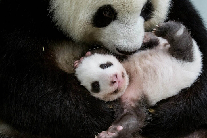 Panda-Mama Meng Meng hält eines ihrer Jungtiere im Arm.