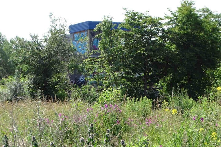 Der Wilhelm-Leuschner-Platz im Sommer - bisher ein Paradies für Insekten und Singvögel.