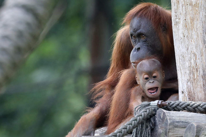 Der zweite Spross der Orang-Utan-Familie heißt Martok, zu deutsch "Krieger".